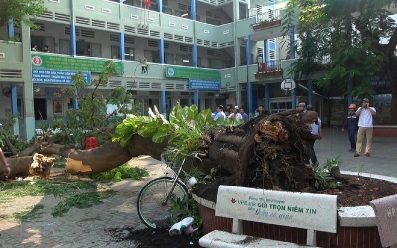 Cây xanh gây họa, ai chịu trách nhiệm?