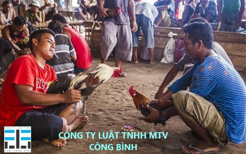 ĐÁ GÀ ĂN TIỀN CÓ VI PHẠM PHÁP LUẬT KHÔNG?