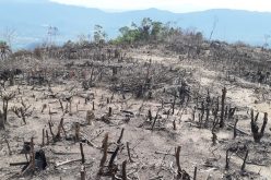 Có dấu hiệu tội phạm trong vụ phá hơn 5 ha rừng tại Bình Định