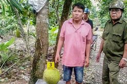 Vì sao trộm 2 trái mít lại bị khởi tố?