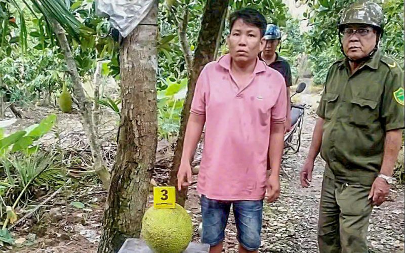 Vì sao trộm 2 trái mít lại bị khởi tố?